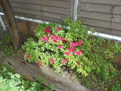 緑豊かな植栽スペース