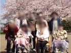 桜の下での集い