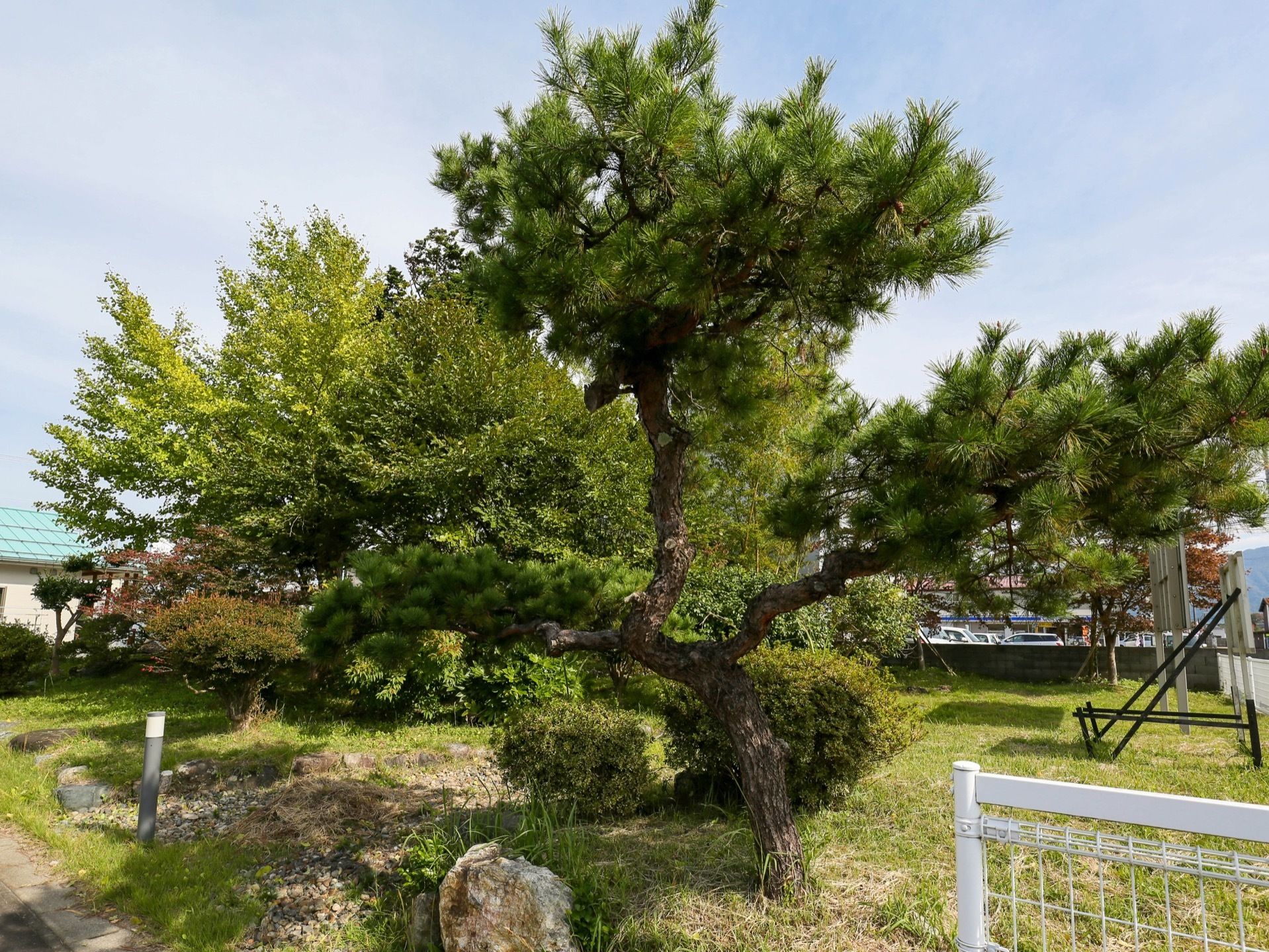 敷地内にある大きな庭に生えた１本の松の木の写真である。葉っぱを大きく広げている。右手前に白いフェンスがある。