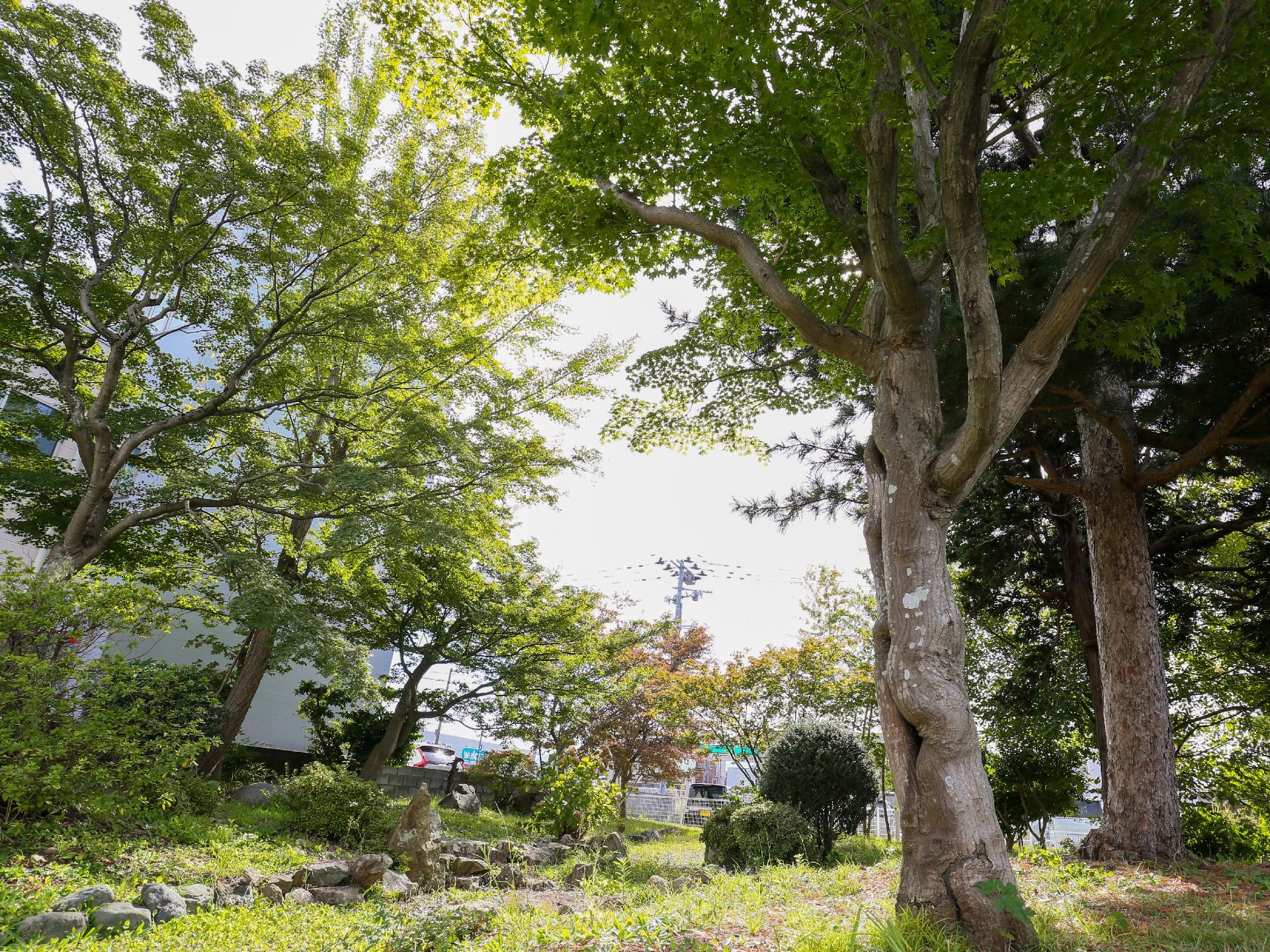 施設に完備されている庭の木々を斜め下から見上げた光景