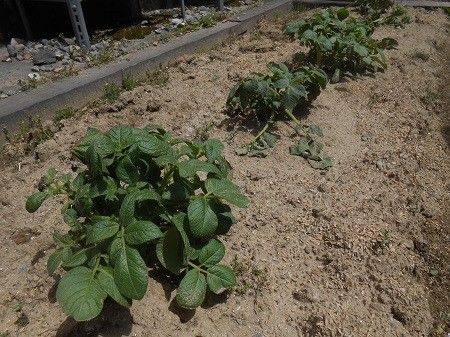 手入れされた野菜畑