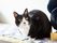 黒と白の模様の猫が上の方を向いている。後ろに白い壁があり、下にはキルティングの青い布が敷かれている。