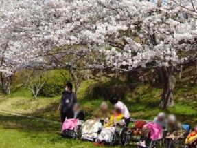 桜の下でのひととき