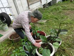帽子をかぶってチェックのシャツを着ている男性入居者がプランターに植えられたなすびの苗を手入れしている。