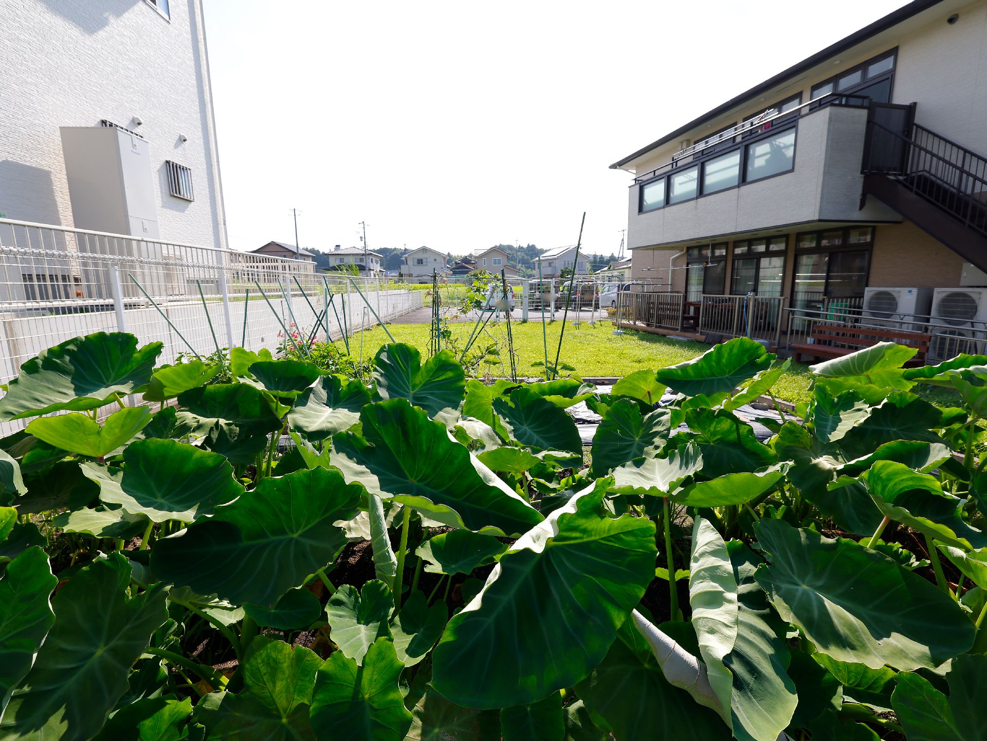中庭に整備された、入居者が野菜を育て、収穫している畑