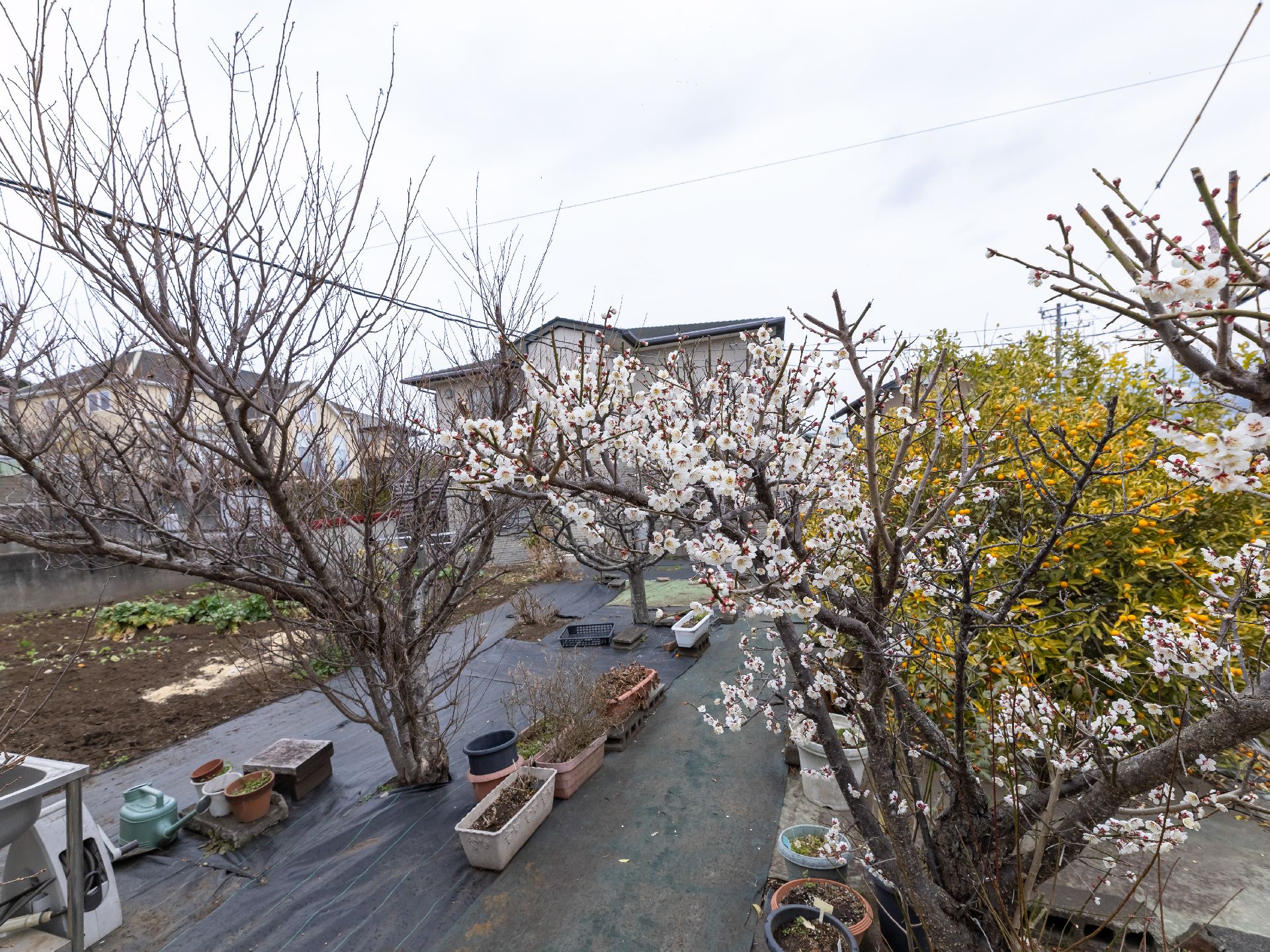 桜の木が設置されている周辺環境