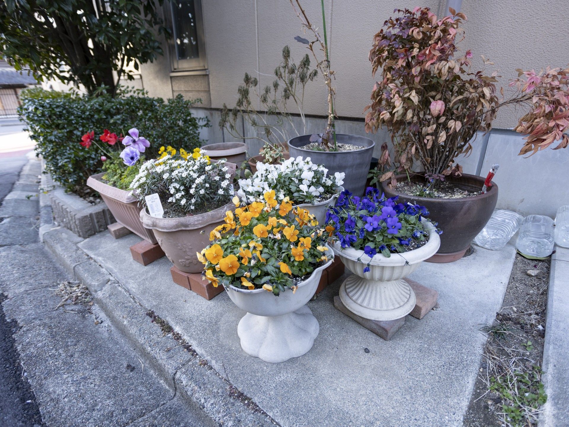 色とりどりの鉢植え