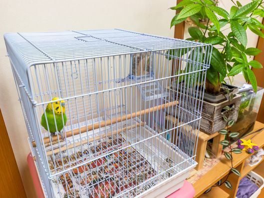 インコ