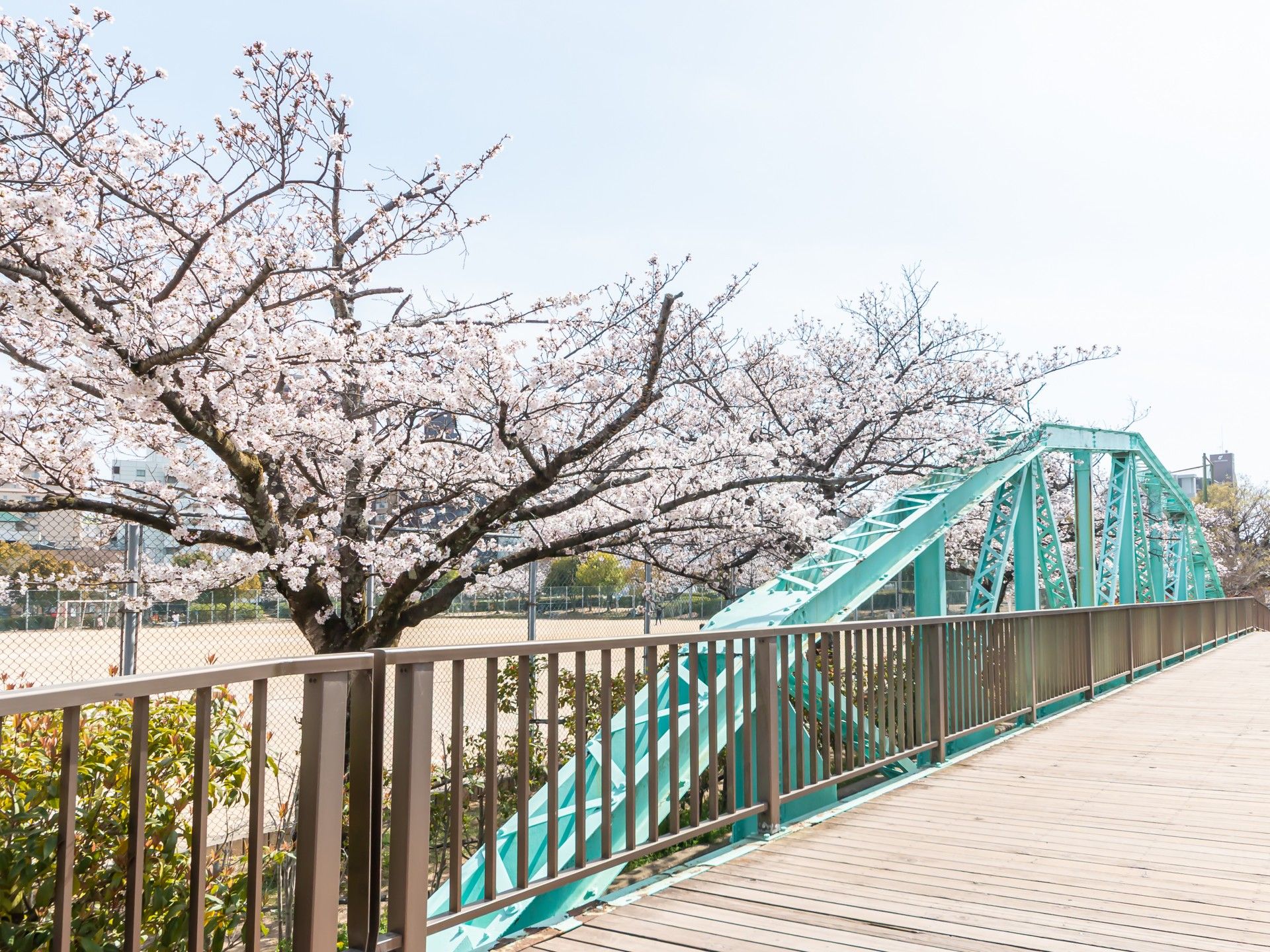 桜と青い橋の風景