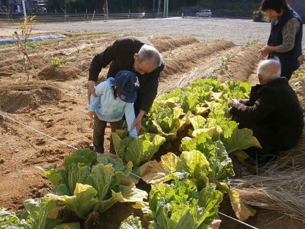 白菜がたくさん育っている野菜畑で小さな子供の手をもって白菜をさわらせている男性入居者。