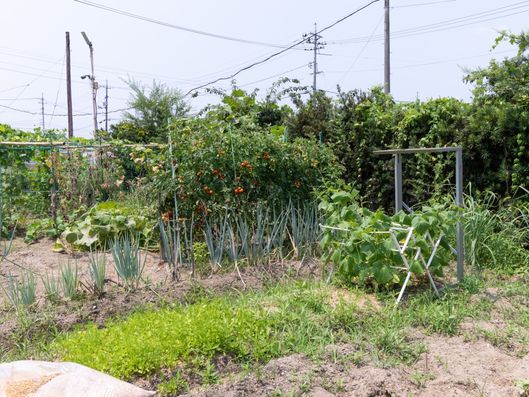 菜園