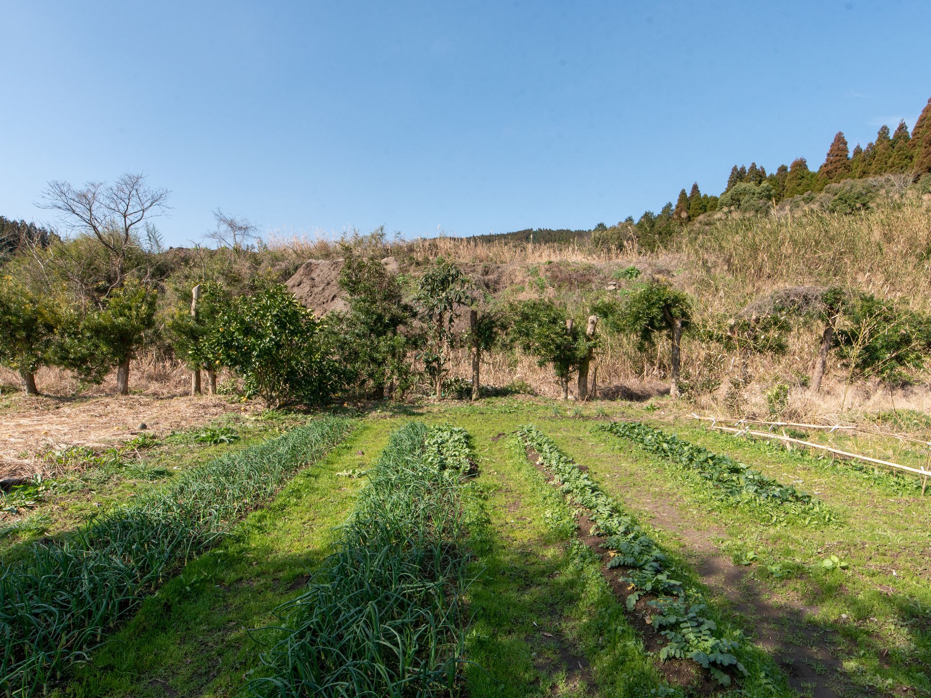 広々とした空き地は畝が作られ、さまざまな植物が植えられている。畑の奥には樹木がたくさん生え、その奥は小高い山になっている。