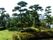 沢山の木が植えられている庭。きれいに剪定がされていて、草も伸びていない。