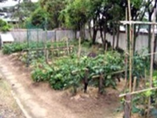 菜園