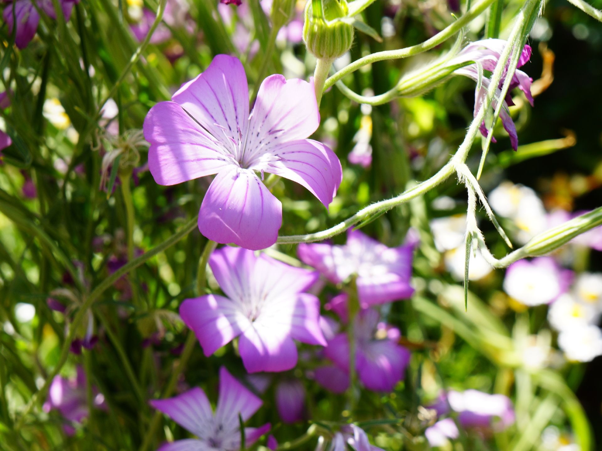 日の光を浴び、美しく咲いた花を眺める事が出来る花壇。種類の異なる花々が植えられていて、いつ見ても楽しむ事が出来る。