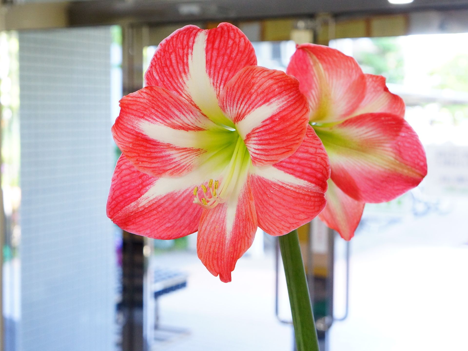 外の光が差し込み、明るい玄関。見事に咲いた花が飾られている。色鮮やかで美しく、館内を華やかにしている。