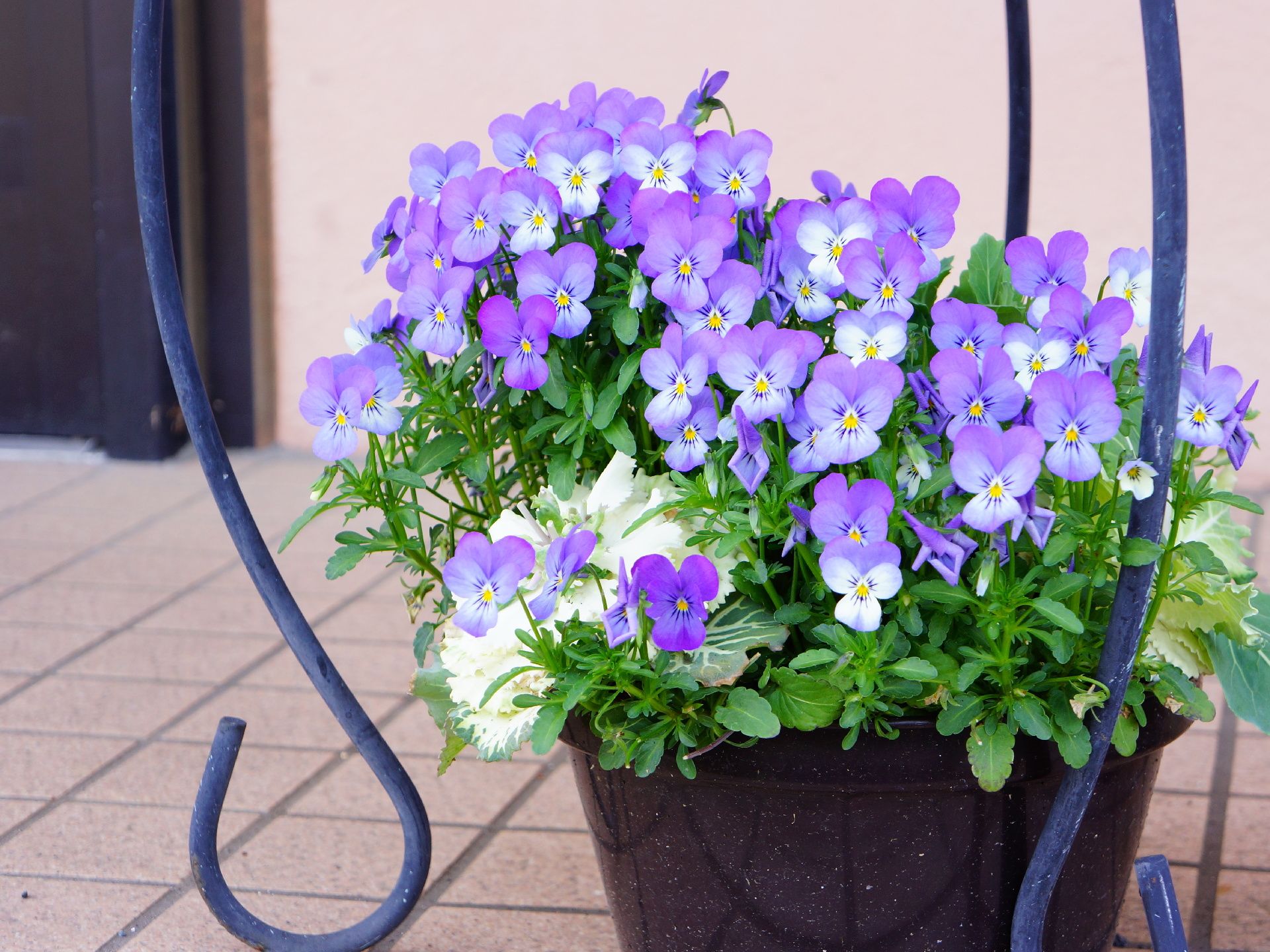 施設の外には紫色の花の植木鉢がある。インテリアとして活用できるだけでなく、心が和んだり、見る人を笑顔にするような役割もある。