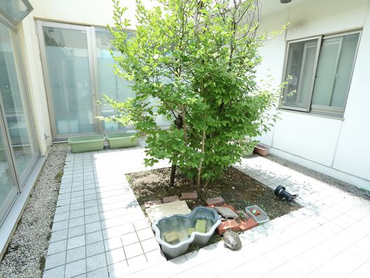 植物