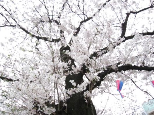 桜