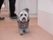 良くしつけをされたセラピー犬が人間と生活を共にしている。静かに寄り添うので、人間も癒される。服を着ているもの可愛らしい。