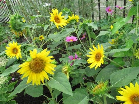 季節ごとに咲き誇る花々を、入居者様自身が育てる。愛でる喜び、育てる喜びを感じていただくことで充実した毎日を送ることができる。