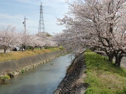 おだやかな陽射しの日の奥に鉄塔が立ち両側の桜並木のそばを流れる河川