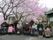 鮮やかなピンク色が美しい桜の下での写真撮影。車椅子をご利用の入居者様も一緒に並んで写真に写っている。
