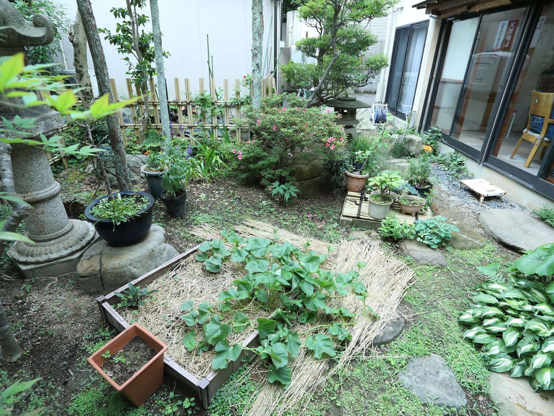 中庭にはプランターや植木鉢が置かれている。地面から数多くの植物が生えて、緑豊かな空間が広がっている。