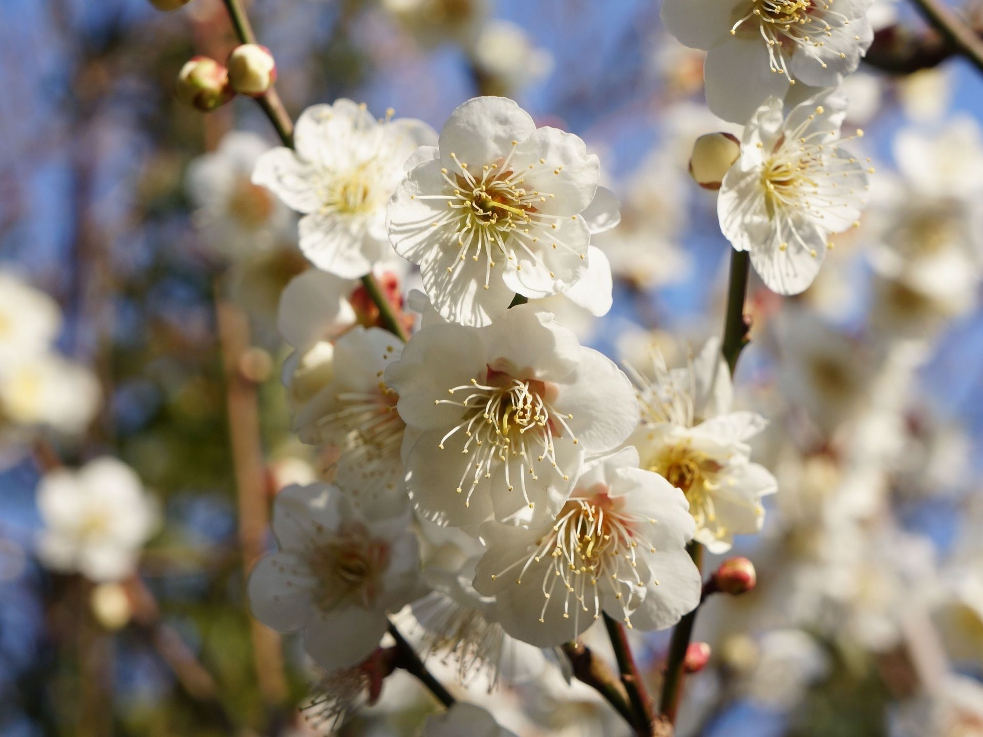 まだ固いつぼみをを残した中、太陽の下咲き誇る白い桜