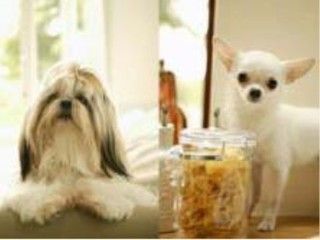 自然光の入る窓際にいるヨークシャーテリアとチワワ
