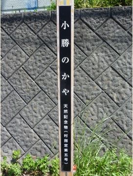 施設の近隣には天然記念物の樹木がある。入居者様は散歩コースの途中で樹皮を眺めたり、葉の様子を観察したりすることが可能である。
