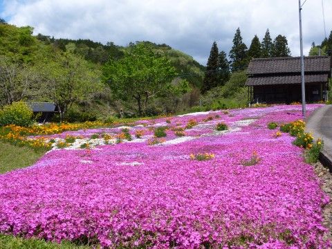 緑豊かな自然の中、ピンクの花が広大な範囲に咲き誇っている光景