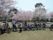お花見が行われた時の光景。桜がきれいな日当たりの良い広場である。芝生の上に入居者様が並んで、椅子に座っている。