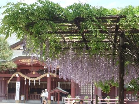 神社の境内に藤棚があり、紫色の藤の花が満開に咲いている。施設からすぐ近くにあるので、散歩コースにも最適。
