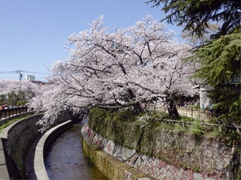 川沿いに咲く大きな桜の木。