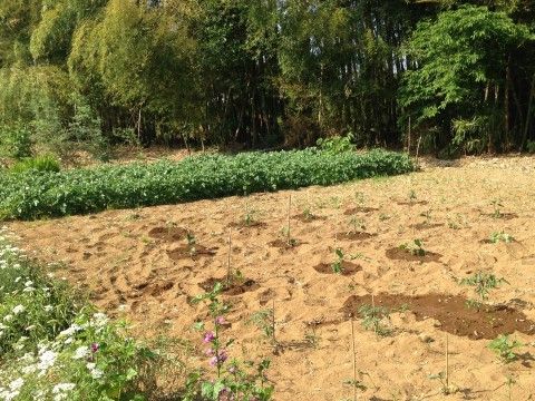 菜園には植物が沢山植えられており、土の中から緑の葉が伸びてきている。周囲には花畑や森があり、自然豊かな場所である。