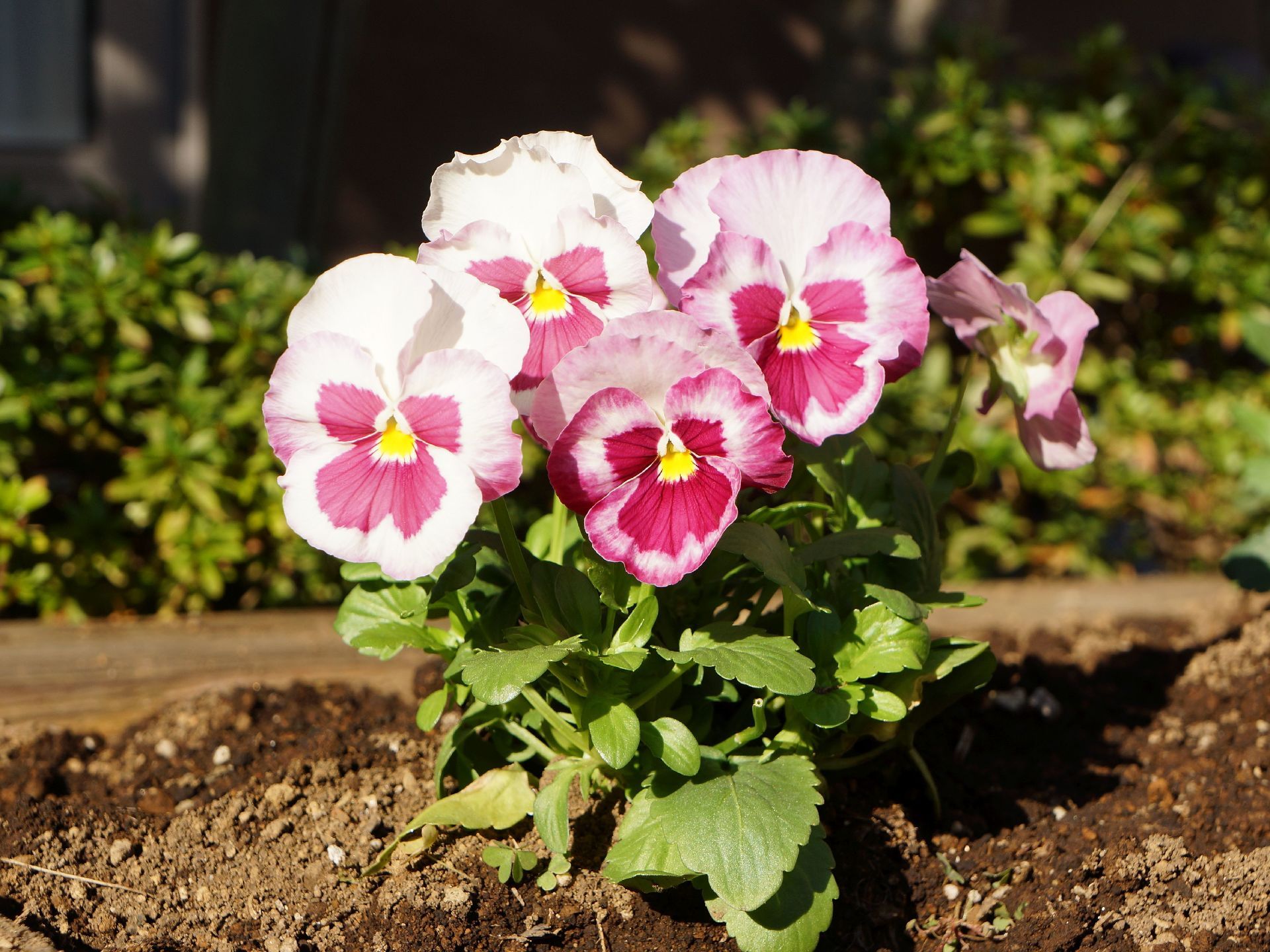花壇に植えられている花の写真。きれいな緑色の葉が茂っている、紫と白が混ざったパンジーの花が、1株に5輪咲いている。