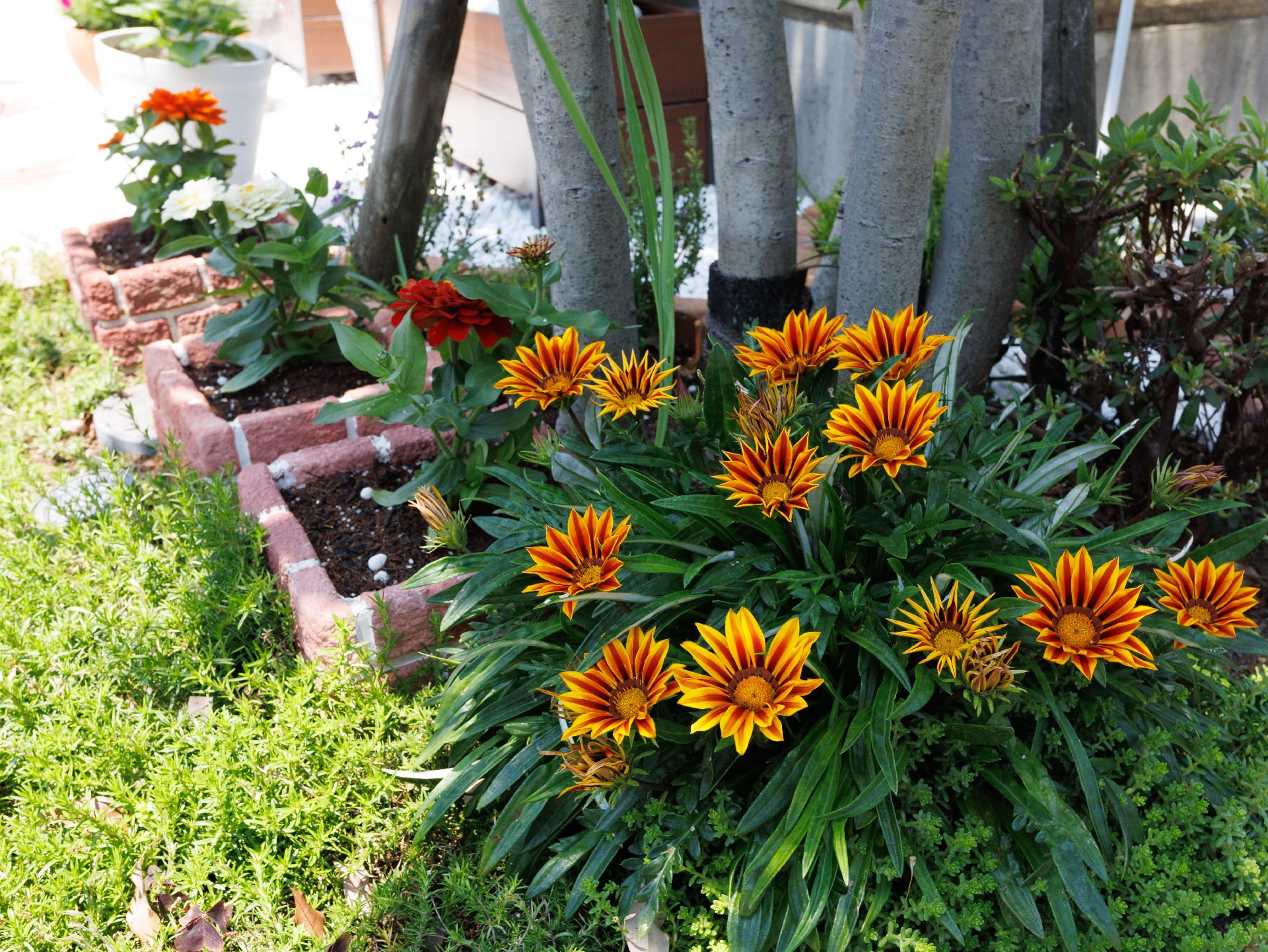木々や草花が植えられた庭