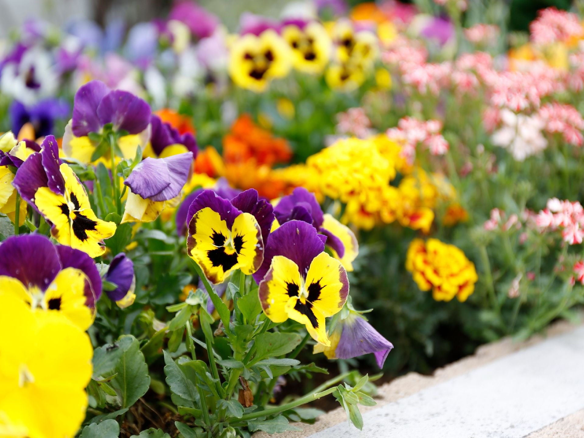 ホームには花壇があり、春先になるとその様々に咲く花を見て楽しむことが出来ます。眺めているだけでも心が安らぎます。
