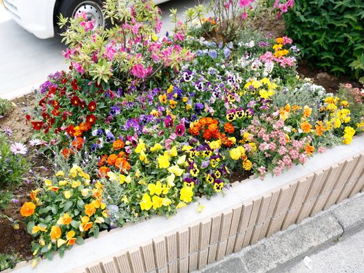 花壇にはいつもたくさんの花