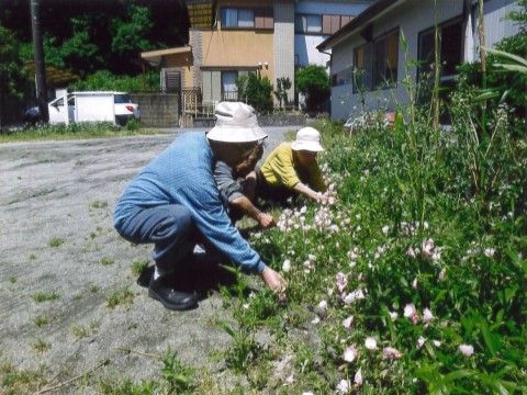 天気の良い日に、近くの広場に咲く野花を摘んでいる入居者様
