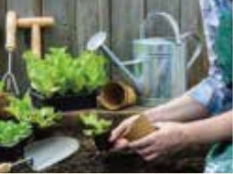 手作業で植物の世話をする様子