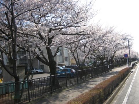 介護付有料老人ホーム「博愛ナーシングヴィラ」周辺の桜並木道1