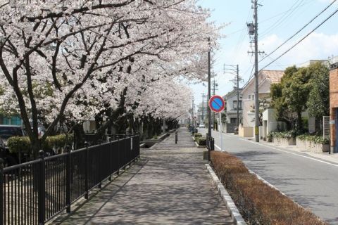 介護付有料老人ホーム「博愛ナーシングヴィラ」周辺の桜並木道2