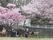 桜並木の憩いの場