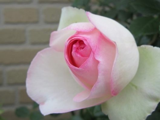 バラの花