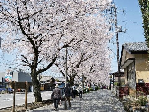 ゆとりのある幅を確保した道路で、車椅子をご利用の方も快適である。春には道沿いに桜が咲き誇り、目を楽しませてくれる。