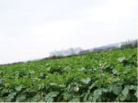 のどかな環境に緑が生い茂っている様子