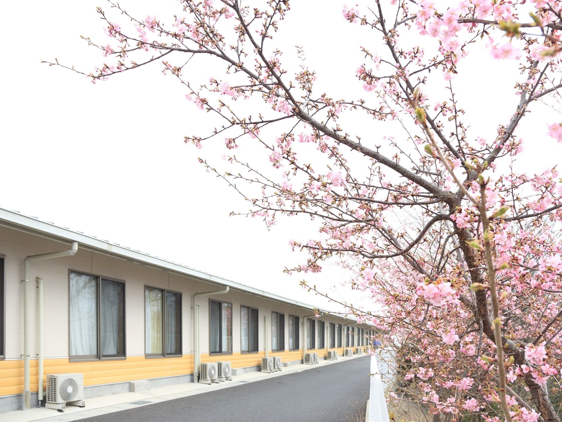 白と黄色の外壁が特徴的な、１階建ての大きな建物である。等間隔に大きな窓があり、館内からは桜の木が楽しめる。