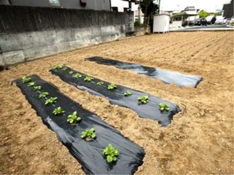 ホームでは畑仕事をする機会がある。本格的にうねを作って野菜を植え、上手に育つように工夫をして、丹精込めて栽培している。